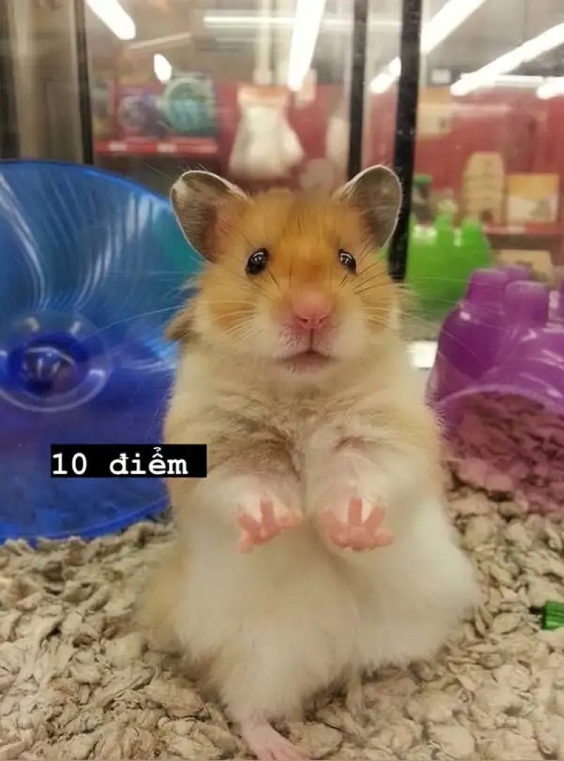 10 điểm meme
