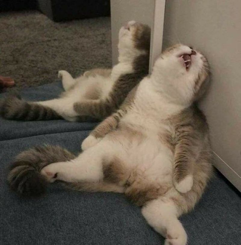 ảnh bất lực meme