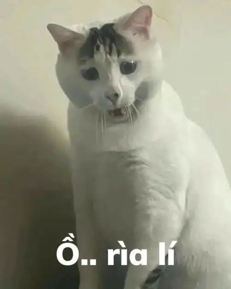 ảnh bựa meme hài