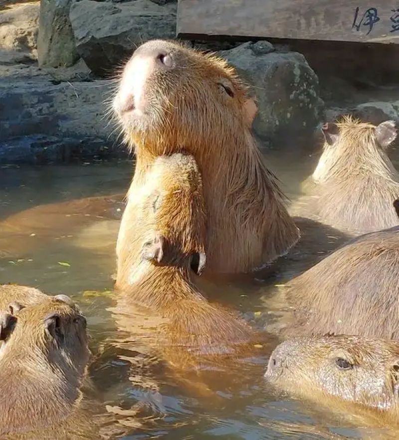 ảnh capybara