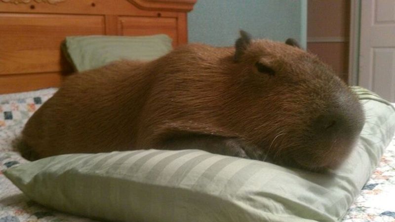 ảnh capybara meme cute