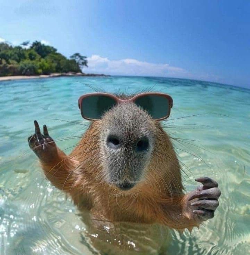 ảnh capybara meme
