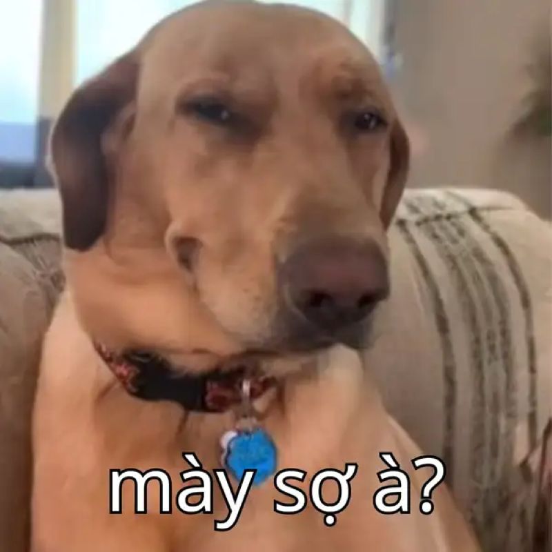 ảnh chế sợ quá