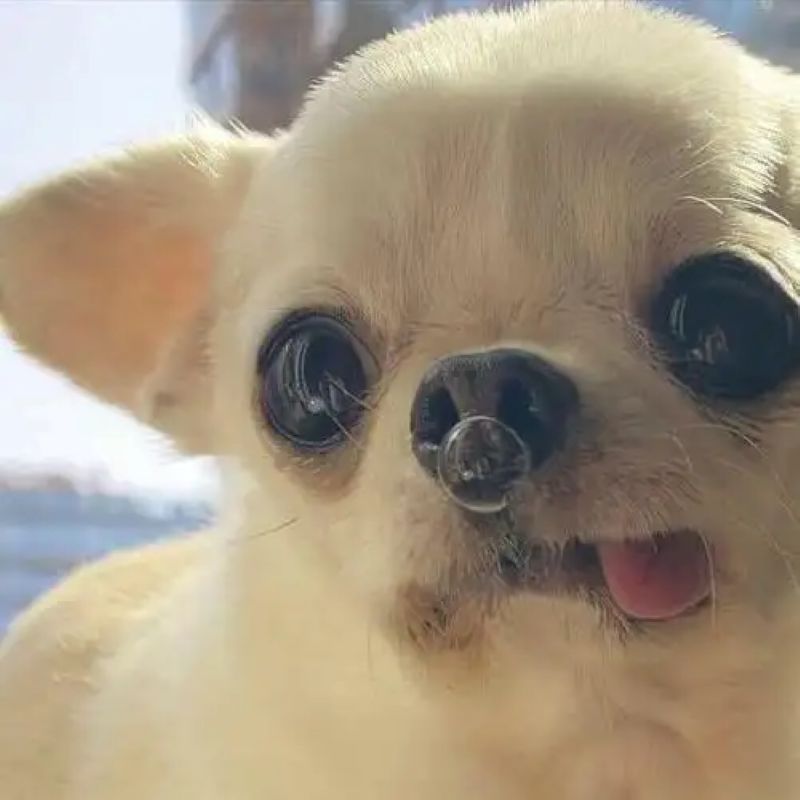ảnh chihuahua meme hài hước