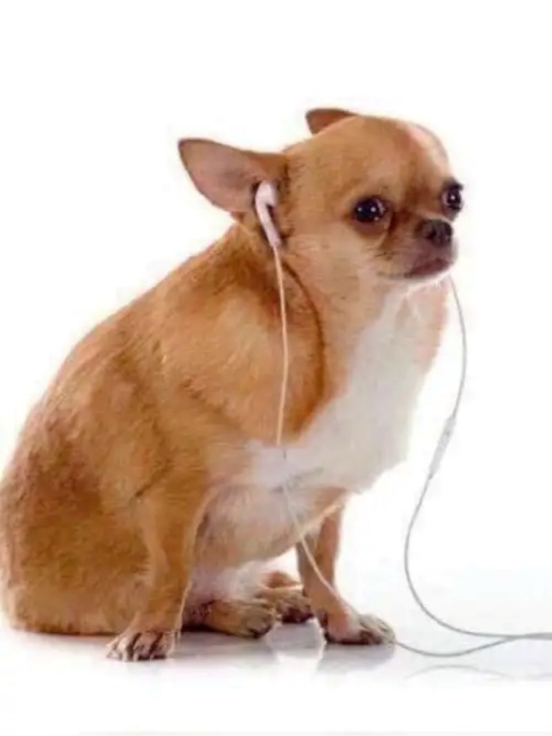 ảnh chihuahua meme hài