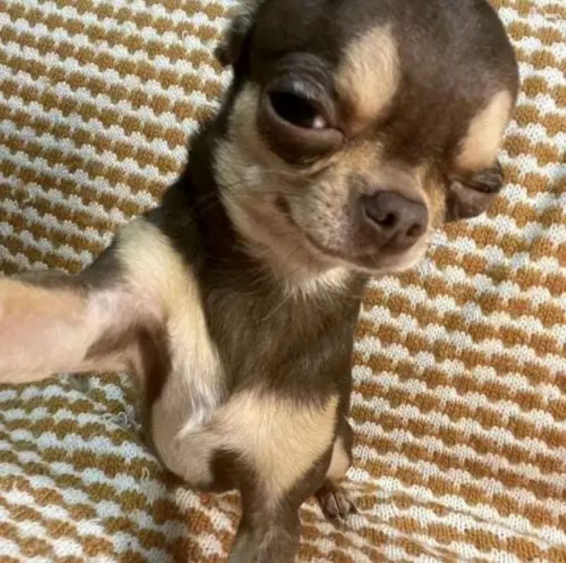 ảnh chihuahua meme