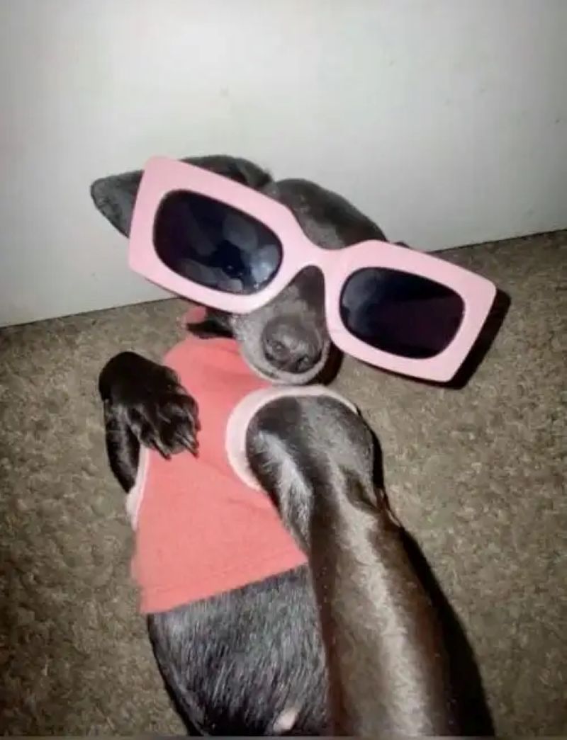 ảnh chó chihuahua meme