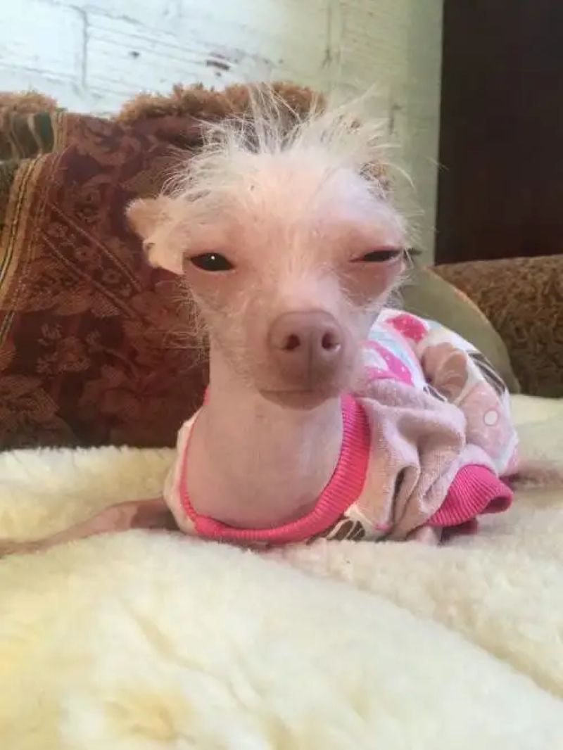 ảnh chó chihuahua