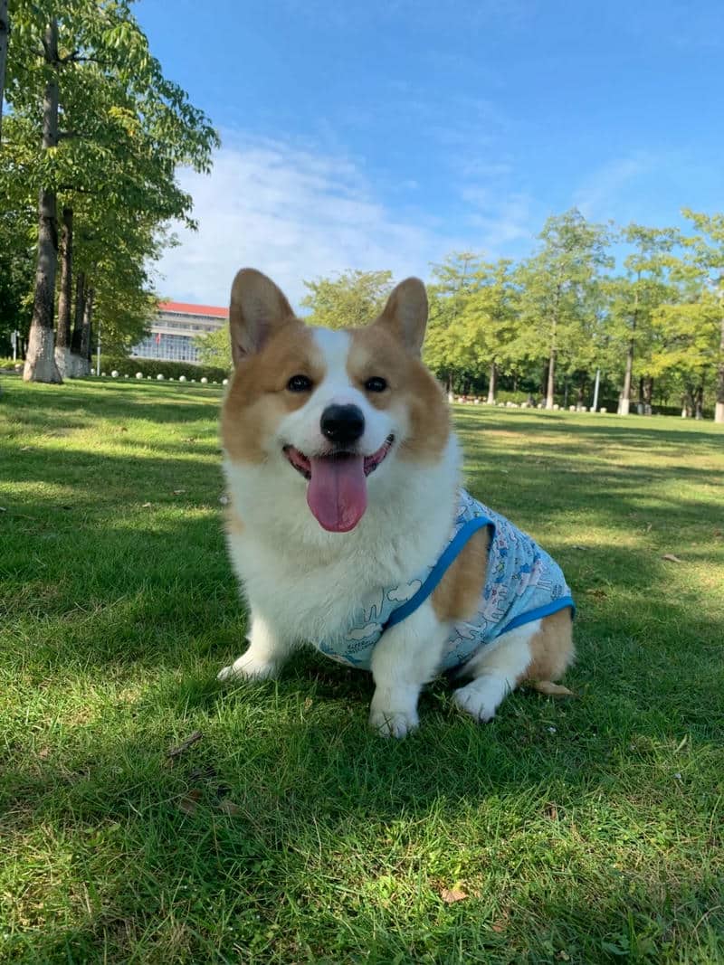 ảnh chó corgi