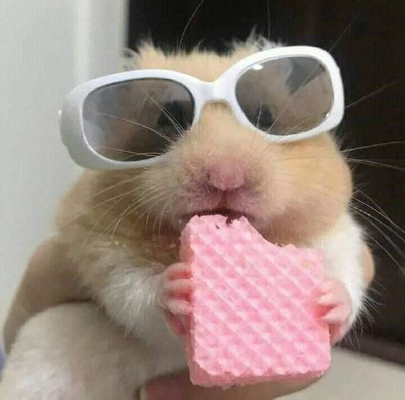 ảnh chuột hamster hài hước