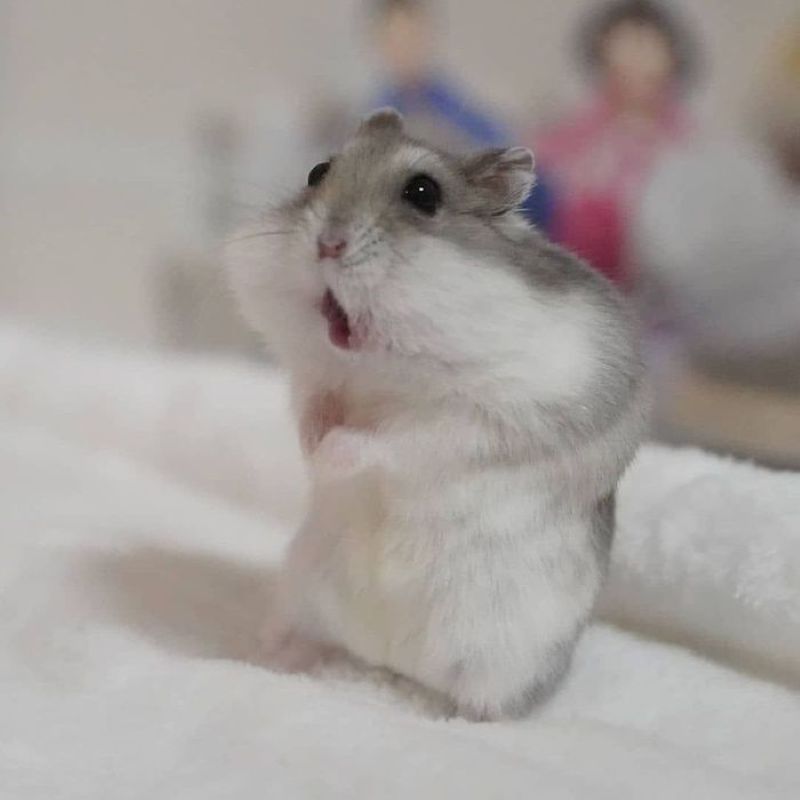 ảnh chuột hamster meme hài hước