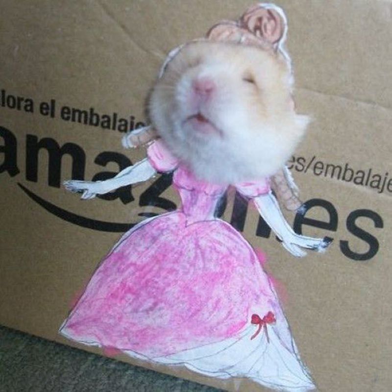 ảnh chuột hamster meme