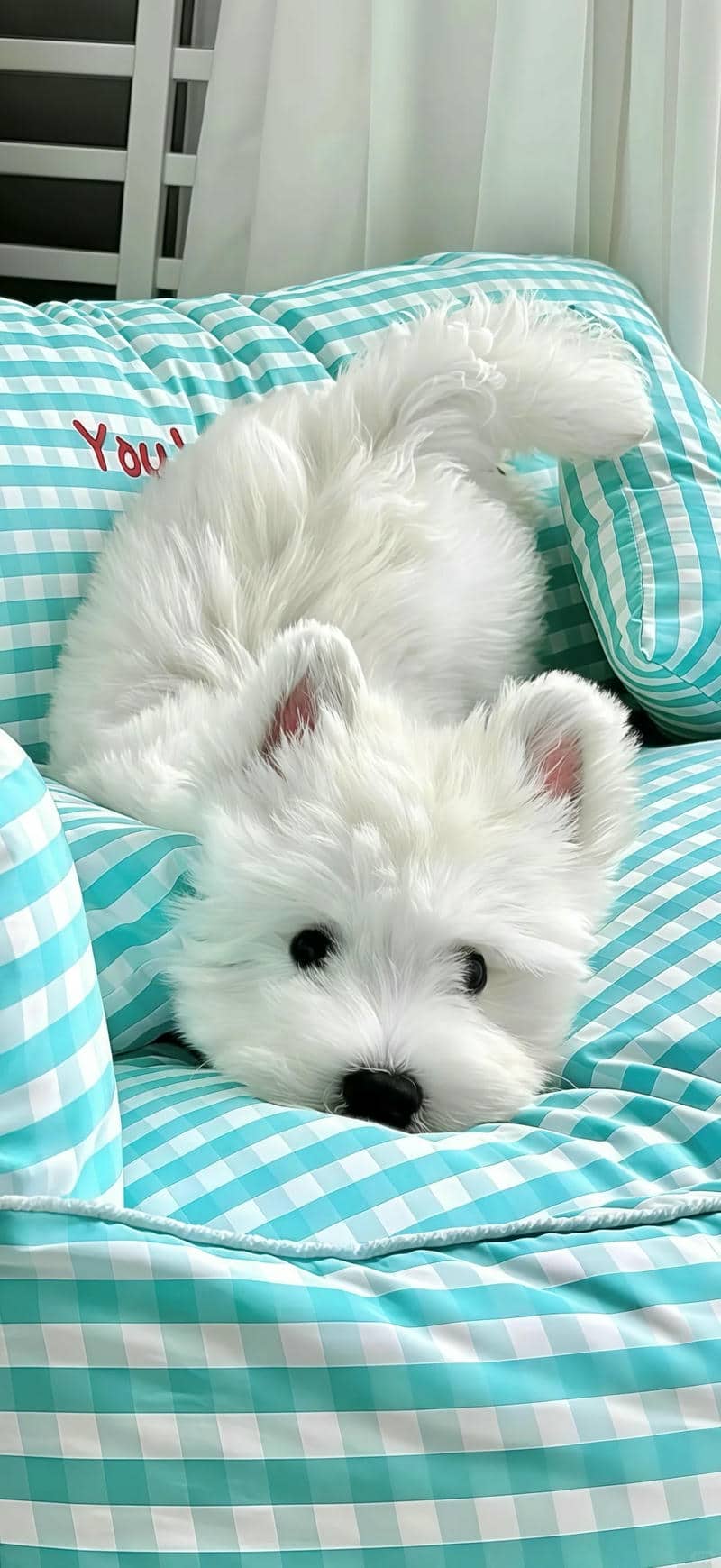ảnh con chó cute