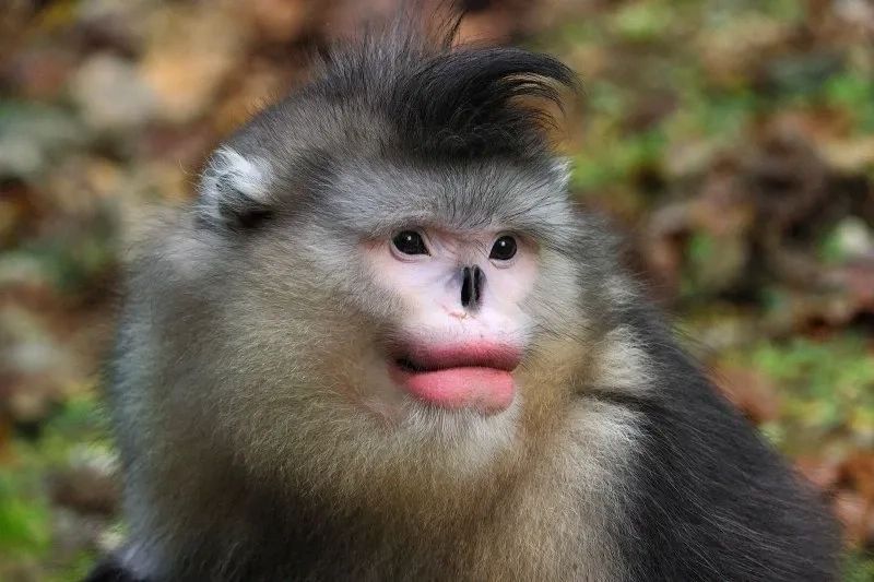 ảnh con khỉ meme
