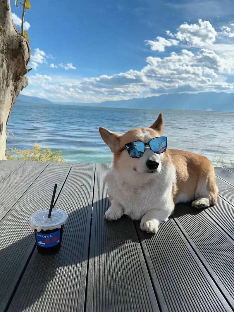 ảnh corgi