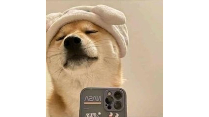 ảnh đại diện chó