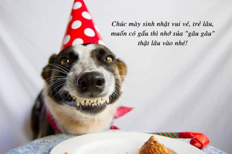 ảnh funny birthday meme