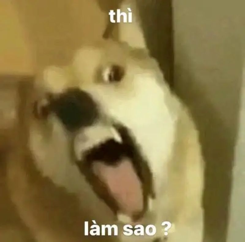 ảnh hài bựa meme