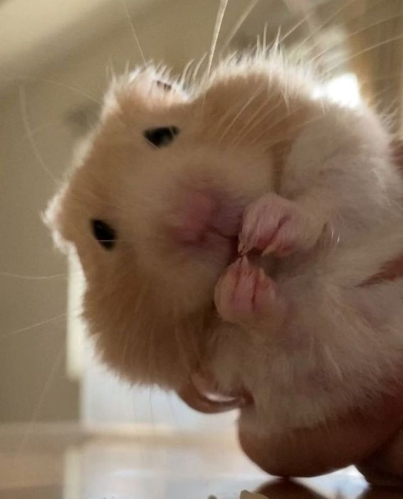 ảnh hamster meme hài hước