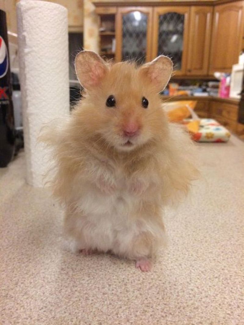 ảnh hamster meme