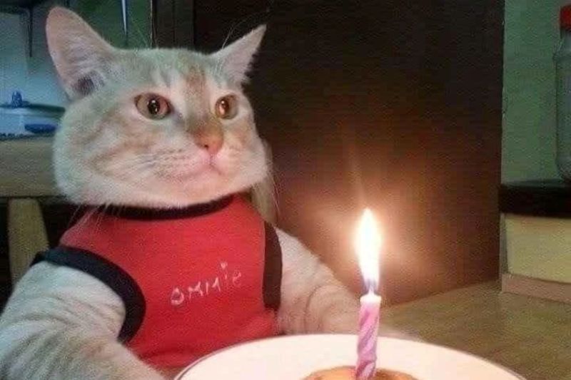ảnh happy birthday funny