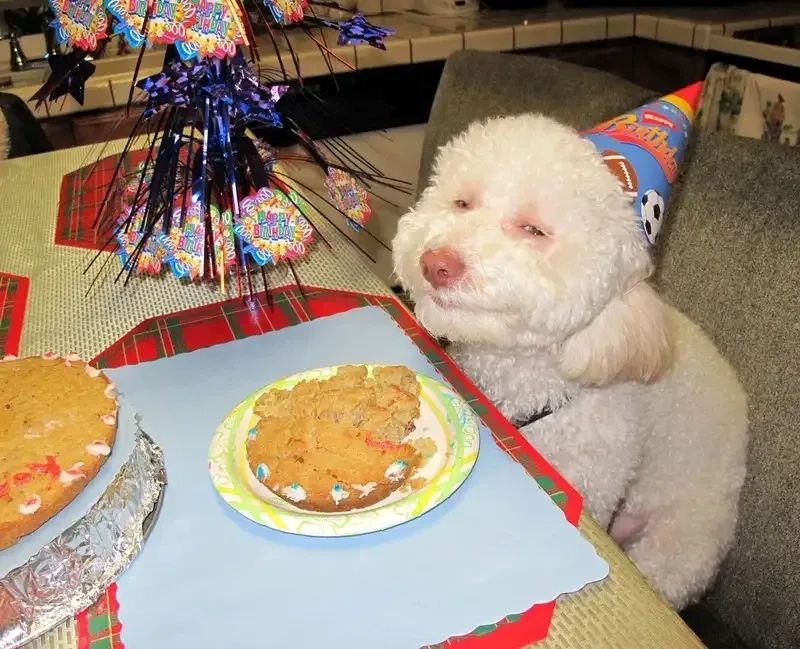 ảnh happy birthday meme