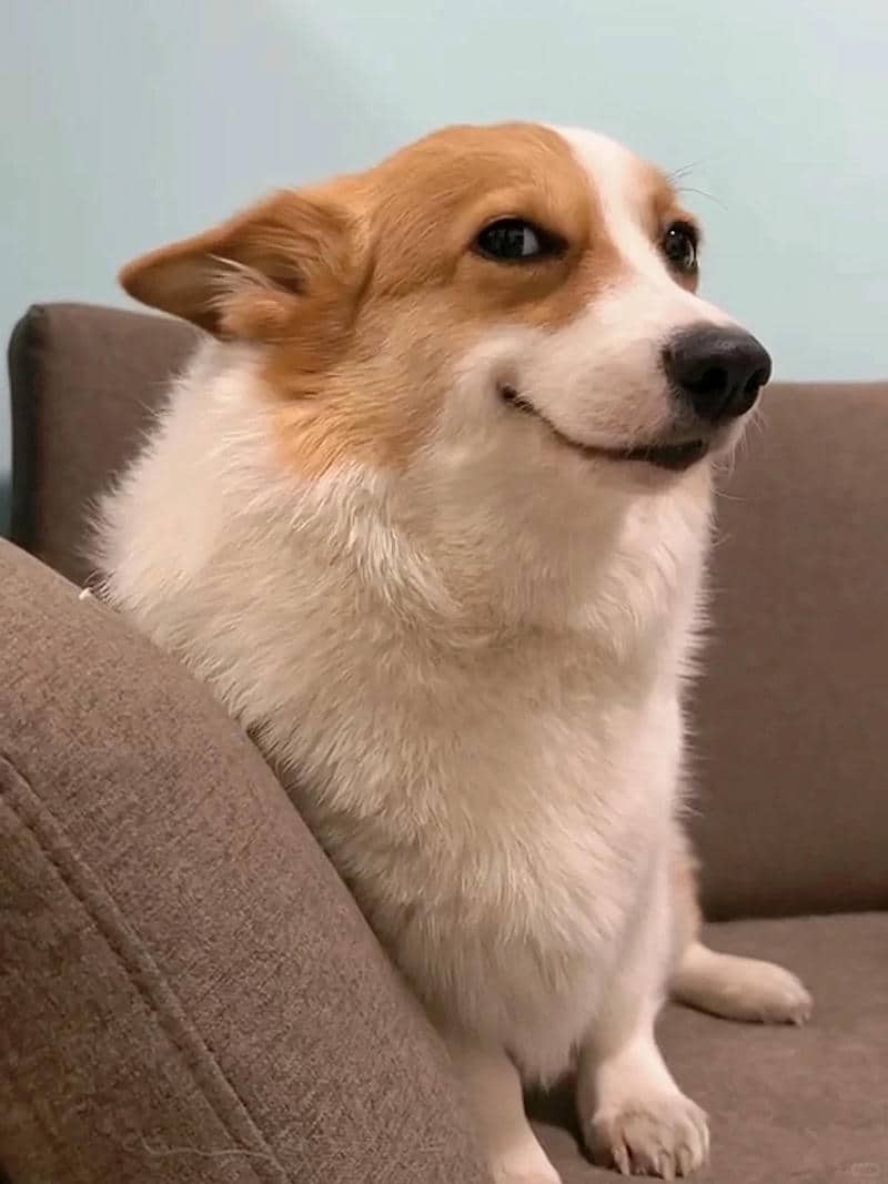 ảnh hình nền corgi cute
