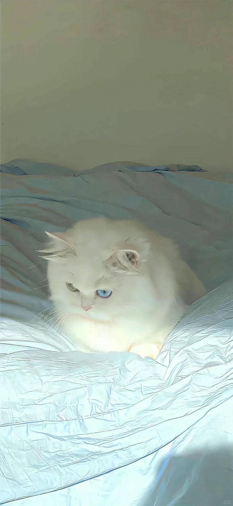ảnh hình nền mèo đáng yêu