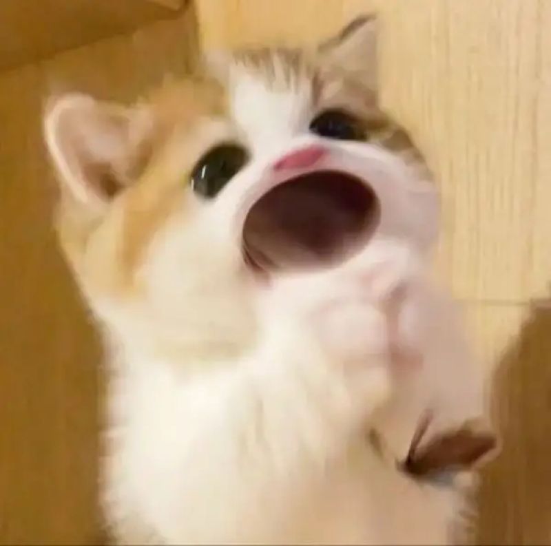 ảnh lo lắng meme