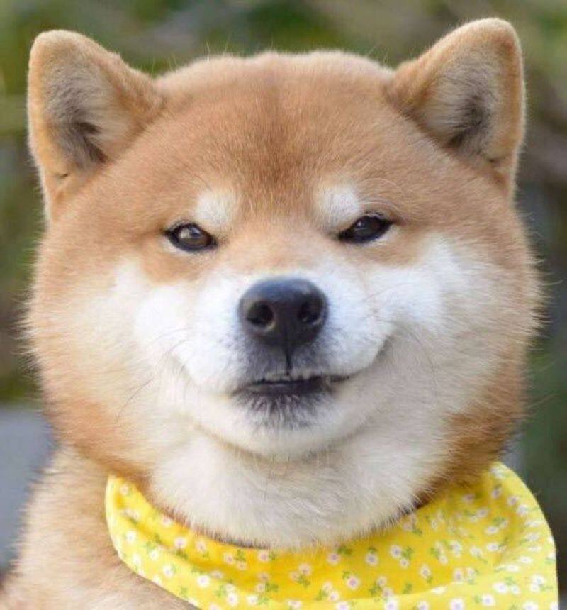 ảnh mặt khinh bỉ meme