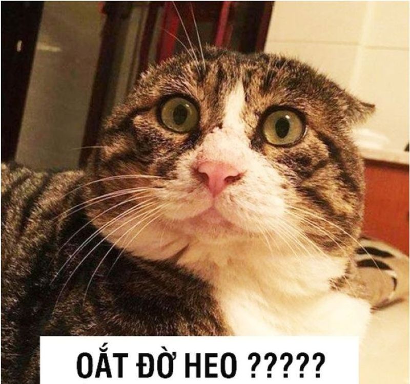 ảnh meme bất lực