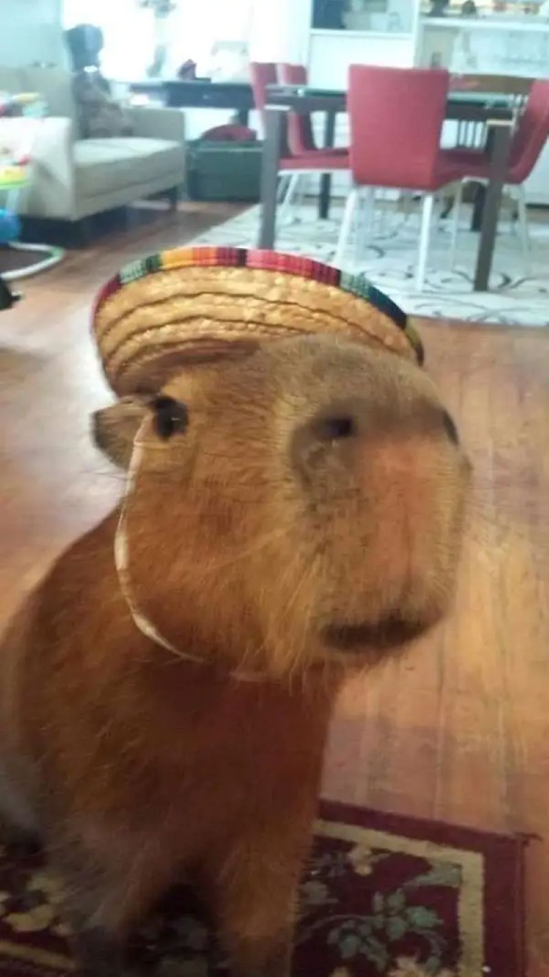ảnh meme capybara cute