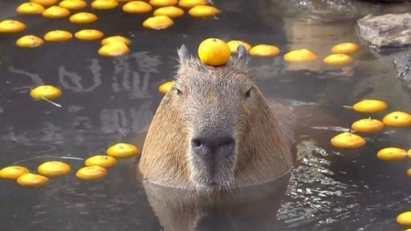 ảnh meme capybara hài hước
