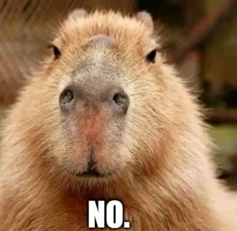 ảnh meme capybara hài