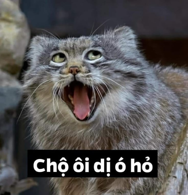 ảnh meme chế