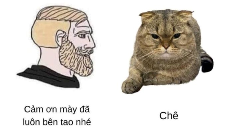 ảnh meme chê hài hước