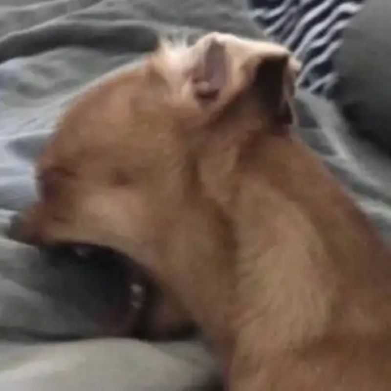 ảnh meme chihuahua hài hước