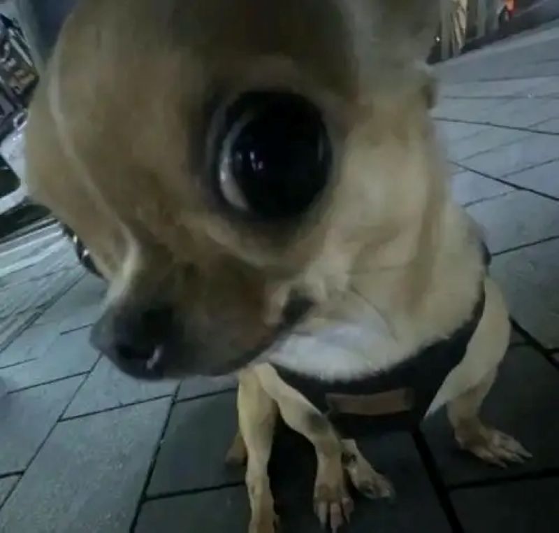 ảnh meme chihuahua hài