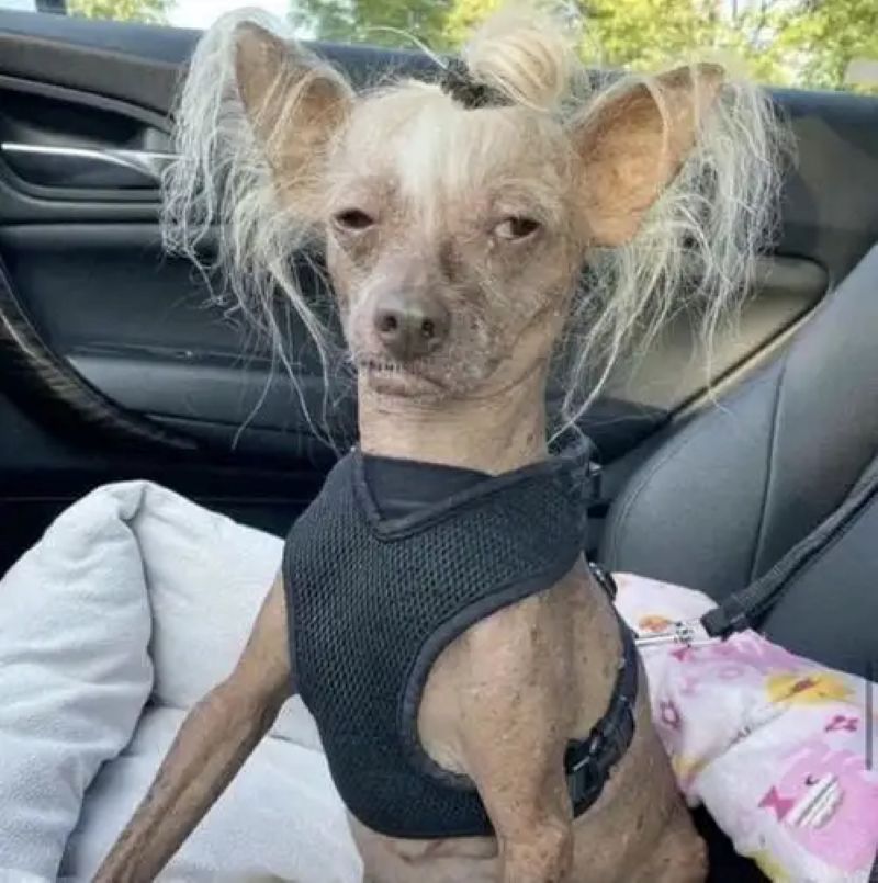ảnh meme chihuahua