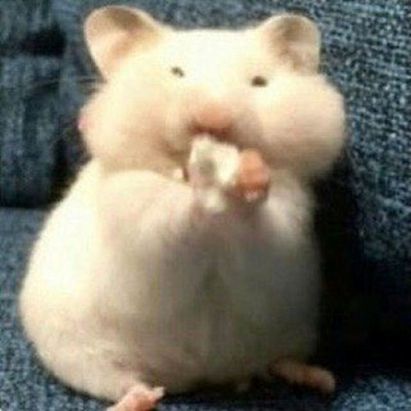 ảnh meme chuột hamster hài hước