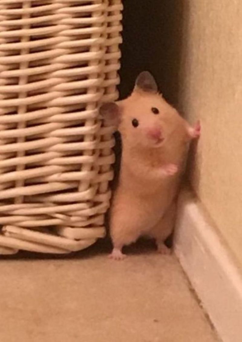 ảnh meme chuột hamster