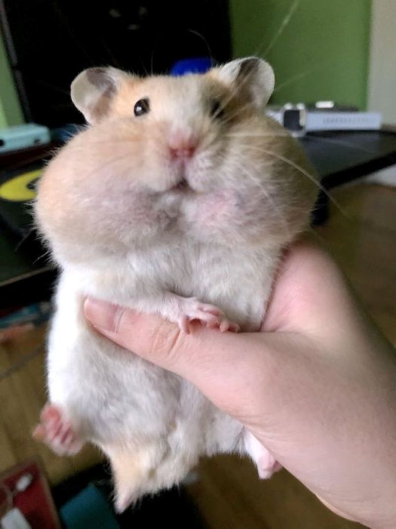 ảnh meme con chuột