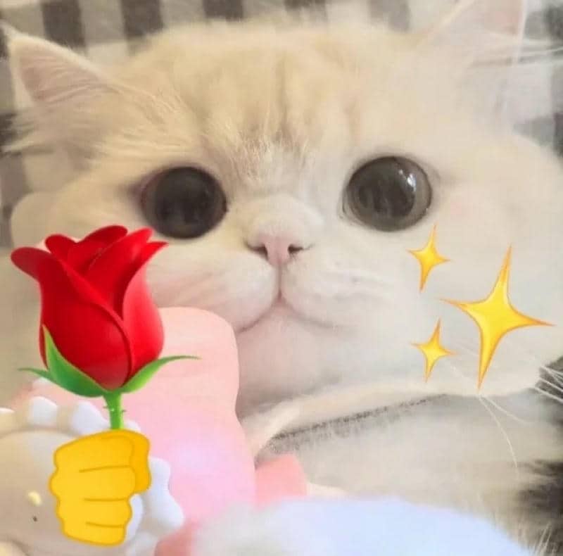 ảnh meme cute dễ thương