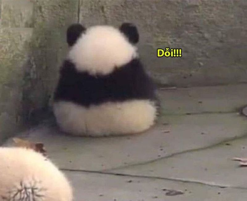 ảnh meme dỗi hài