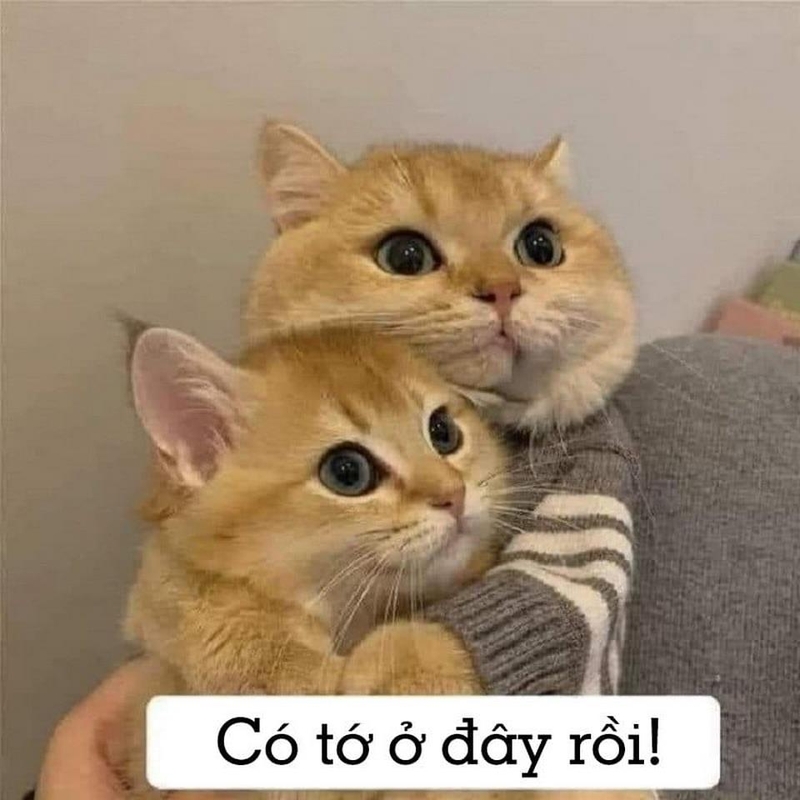 ảnh meme động viên