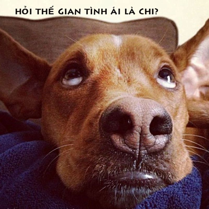 ảnh meme hài
