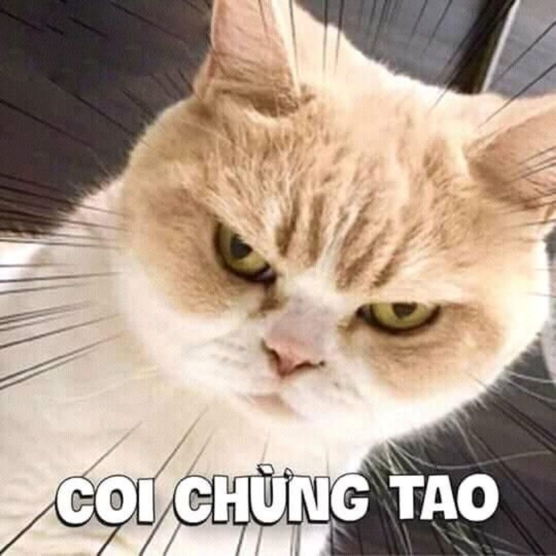 ảnh meme hài hước