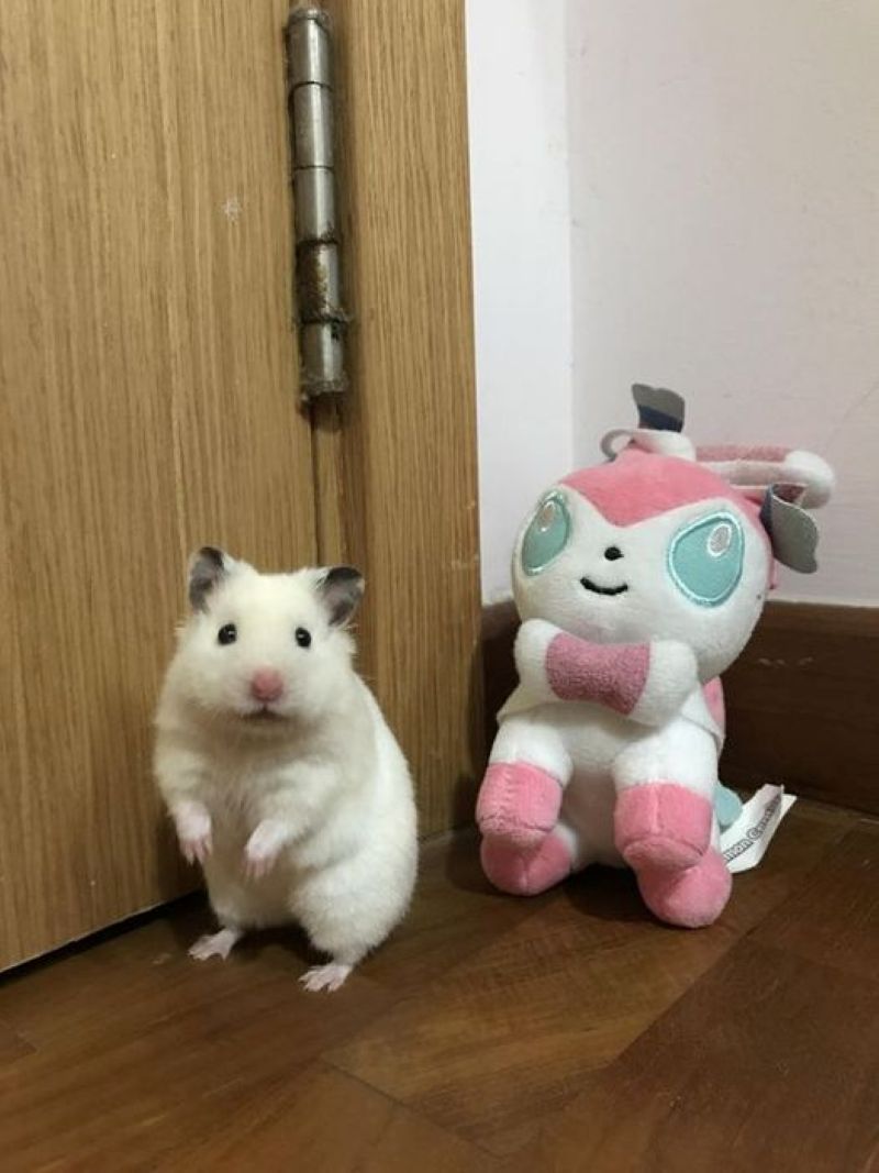 ảnh meme hamster