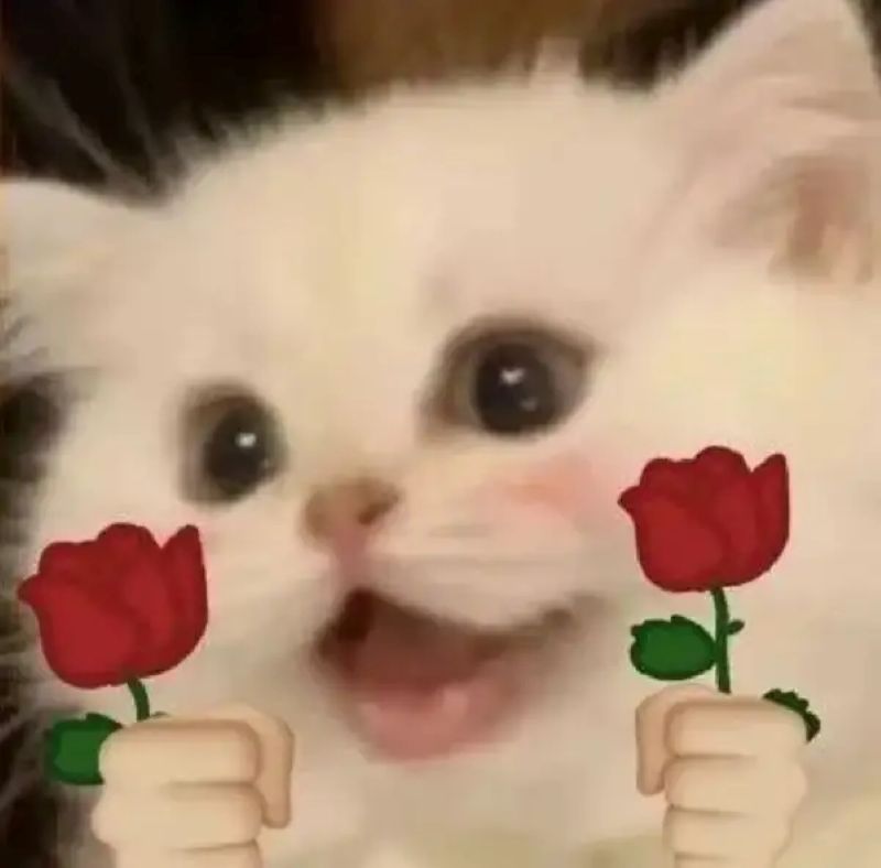 ảnh meme hoa