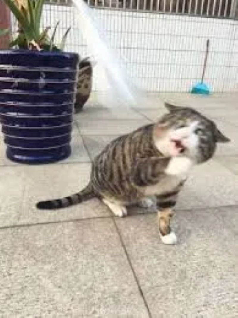 ảnh meme hoảng hốt